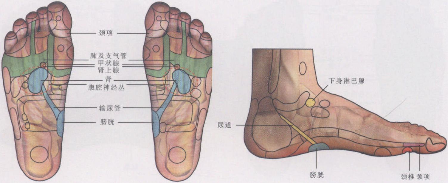 頸紋